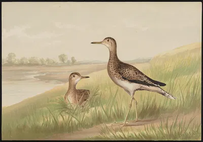 The upland plover (Actiturus Bartramius) by Alexander Pope Jr., 1878 — digital art print download