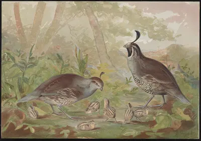 The valley quail (Lophortyz Californica) by Alexander Pope Jr., 1878 — digital art print download
