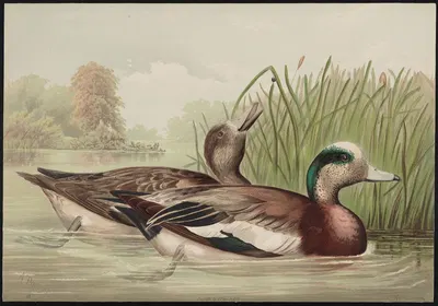 The widgeon (Mareca Americana) by Alexander Pope Jr., 1878 — digital art print download