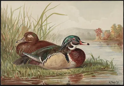 The wood duck (Aix sponsa) by Alexander Pope Jr., 1878 — digital art print download