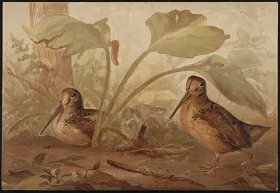 The woodcock (Philohela minor) by Alexander Pope Jr., 1878 — digital art print download