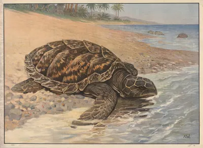 Giant tortoise by Alfred Weczerzick, 1910 — digital art print download