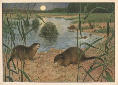 Muskrat by Alfred Weczerzick, 1910 — digital art print download