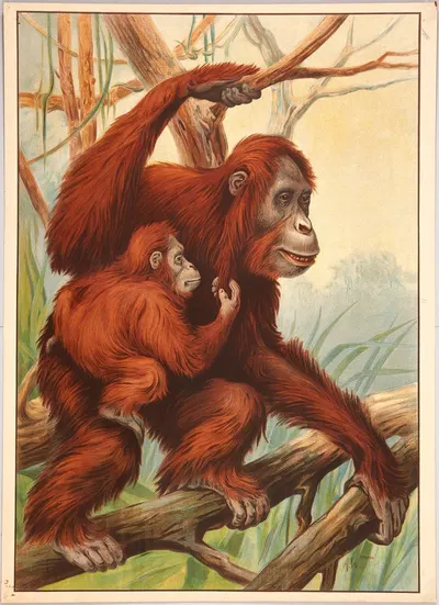 Orangutan by Alfred Weczerzick, 1910 — digital art print download