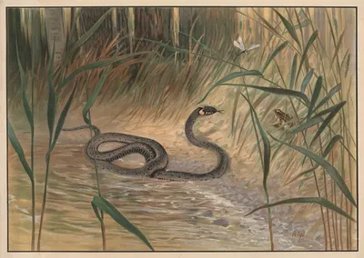 Snake by Alfred Weczerzick, 1910 — digital art print download