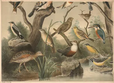 Small birds I by Кристиан Антон Гёринг, 1911 — digital art print download