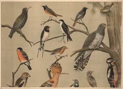 Small birds II by Кристиан Антон Гёринг, 1911 — digital art print download