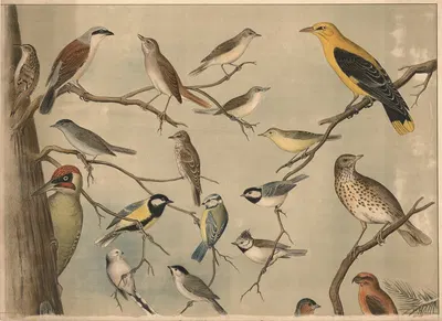 Small birds IV by Кристиан Антон Гёринг, 1911 — digital art print download