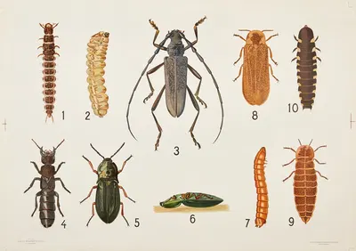 Beetles by Bengtsons litografiska, 1911 — digital art print download