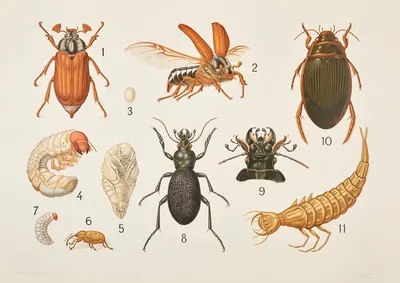 Beetles by Bengtsons litografiska, 1911 — digital art print download