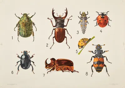 Beetles by Bengtsons litografiska, 1911 — digital art print download