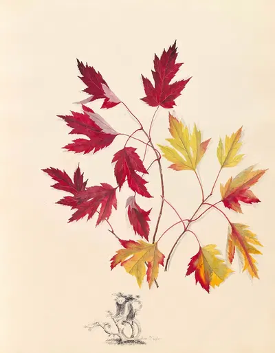 Silver Maple by Ellen Robbins, 1870 — digital art print download