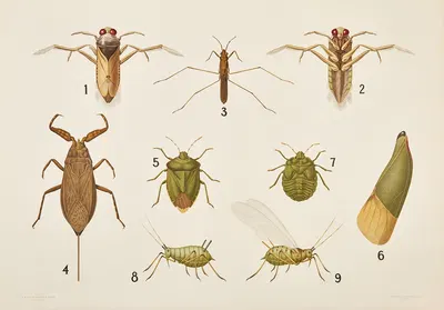 Bugs and aphids by Bengtsons litografiska, 1911 — digital art print download