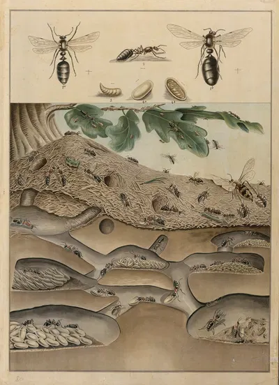 Anthill by C.C. Майнхольд и сыновья, 1895 — digital art print download