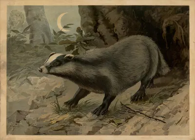 Badger by C.C. Майнхольд и сыновья, 1888 — digital art print download