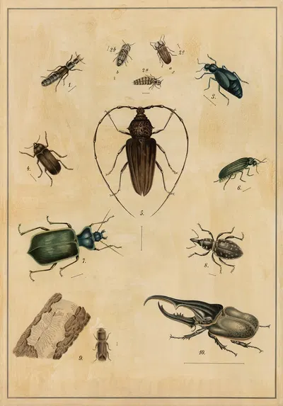 Beetles by C.C. Майнхольд и сыновья, 1895 — digital art print download