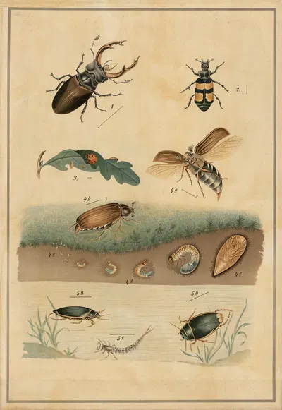 Beetles by C.C. Майнхольд и сыновья, 1895 — digital art print download