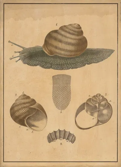 Burgundy snail by C.C. Майнхольд и сыновья, 1895 — digital art print download