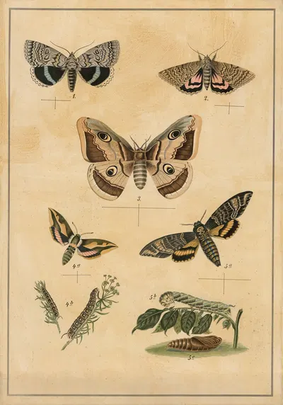 Butterflies by C.C. Майнхольд и сыновья, 1895 — digital art print download