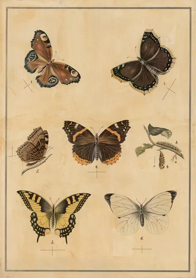 Butterflies by C.C. Майнхольд и сыновья, 1895 — digital art print download