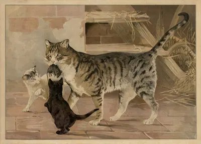 Cat by C.C. Майнхольд и сыновья, 1895 — digital art print download
