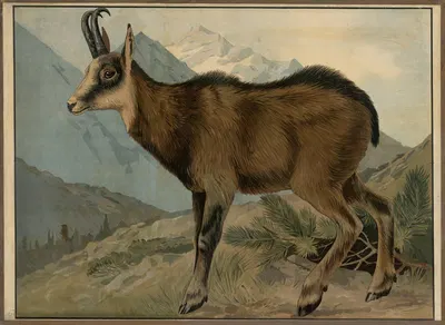 Chamois by C.C. Майнхольд и сыновья, 1913 — digital art print download