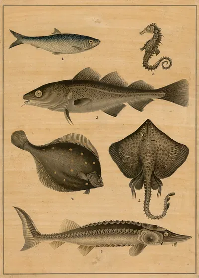 Cod, sturgeon, flatfish and herring by C.C. Майнхольд и сыновья, 1895 — digital art print download