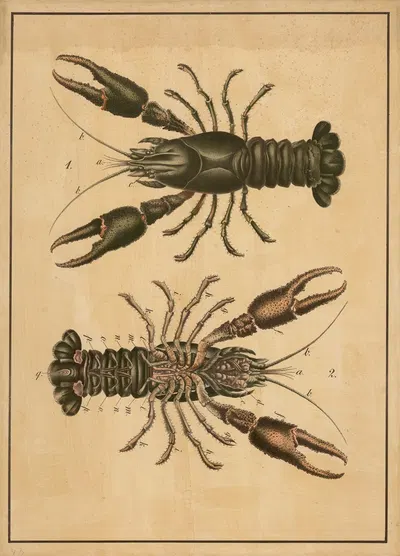 Crayfish by C.C. Майнхольд и сыновья, 1884 — digital art print download