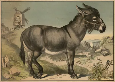 Donkey by C.C. Майнхольд и сыновья, 1888 — digital art print download