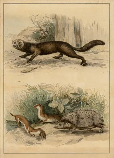 Ferret, weasel, and hedgehog by C.C. Майнхольд и сыновья, 1895 — digital art print download