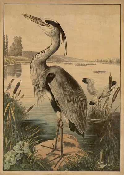 Heron by C.C. Майнхольд и сыновья, 1895 — digital art print download