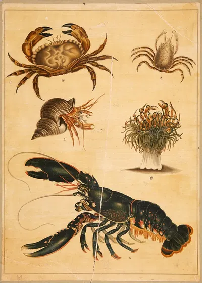 Lobster, crab, and hermit crab by C.C. Meinhold & Söhne, 1895 — digital art print download