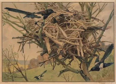 Magpie by C.C. Майнхольд и сыновья, 1913 — digital art print download
