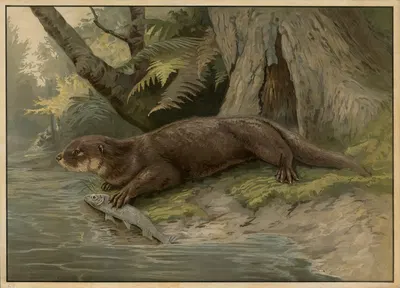 Otter by C.C. Майнхольд и сыновья, 1895 — digital art print download