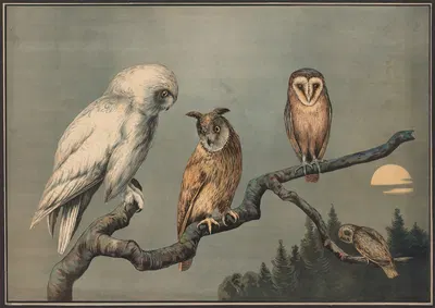 Owls by C.C. Майнхольд и сыновья, 1910 — digital art print download