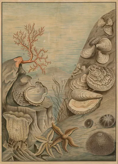 Oysters, sea urchins, corals, and starfish by C.C. Майнхольд и сыновья, 1895 — digital art print download