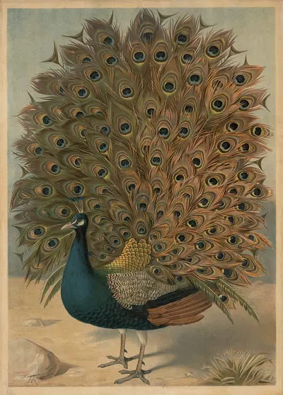 Peacock by C.C. Майнхольд и сыновья, 1895 — digital art print download