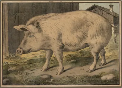 Pig by C.C. Майнхольд и сыновья, 1888 — digital art print download