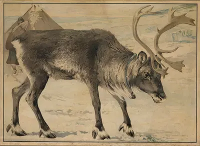 Reindeer by C.C. Майнхольд и сыновья, 1884 — digital art print download