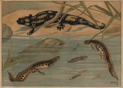 Salamander by C.C. Майнхольд и сыновья, 1913 — digital art print download