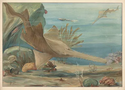 Sawshark by C.C. Майнхольд и сыновья, 1913 — digital art print download