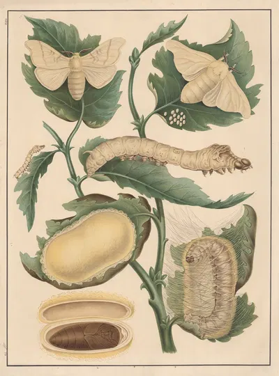 Silkworm by C.C. Майнхольд и сыновья, 1895 — digital art print download