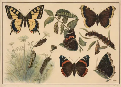 Swallowtail butterflies by C.C. Майнхольд и сыновья, 1913 — digital art print download