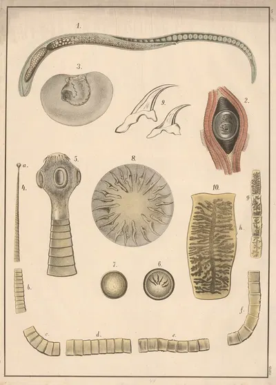 Trichinella, tapeworm and hookworm by C.C. Майнхольд и сыновья, 1913 — digital art print download