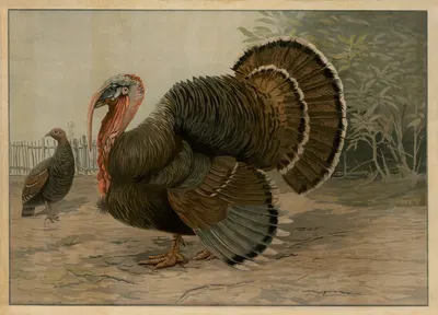 Turkey by C.C. Meinhold & Söhne, 1913 — digital art print download