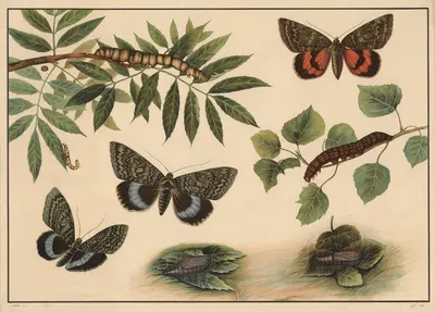 Underwing Moths by C.C. Майнхольд и сыновья, 1913 — digital art print download