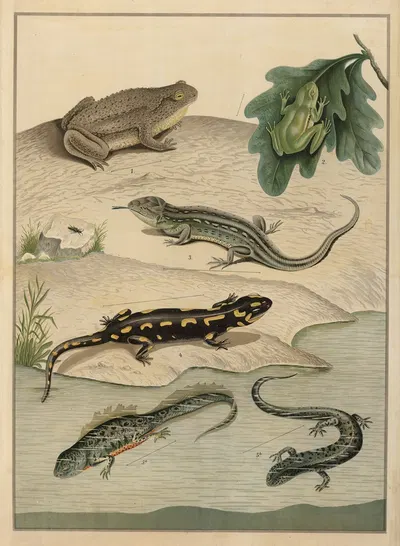 Various Amphibians by C.C. Майнхольд и сыновья, 1895 — digital art print download