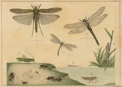 Various Insects by C.C. Майнхольд и сыновья, 1895 — digital art print download