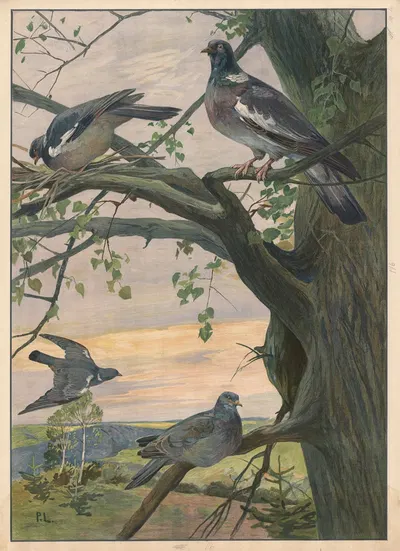 Wood pigeons by C.C. Майнхольд и сыновья, 1911 — digital art print download