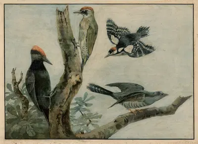 Woodpecker and cuckoo by C.C. Майнхольд и сыновья, 1895 — digital art print download